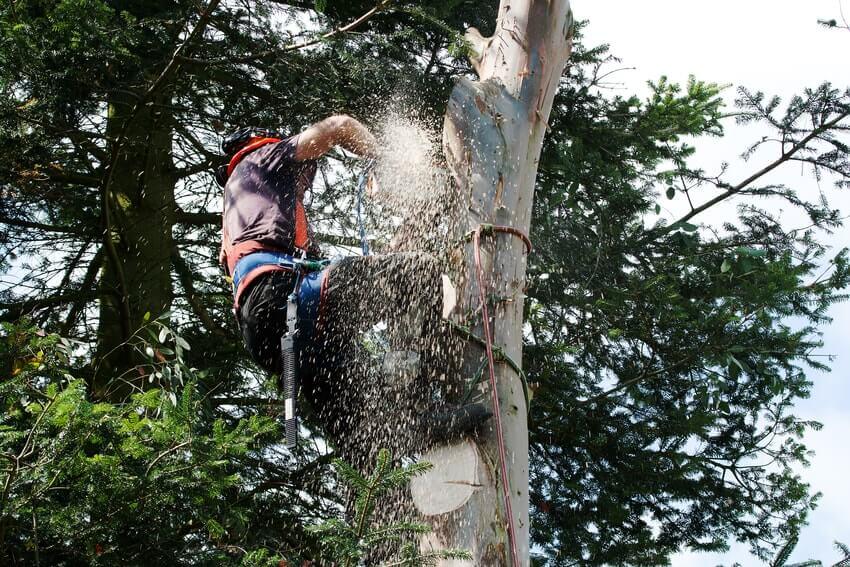 Tree Surgeons Anerley SE20